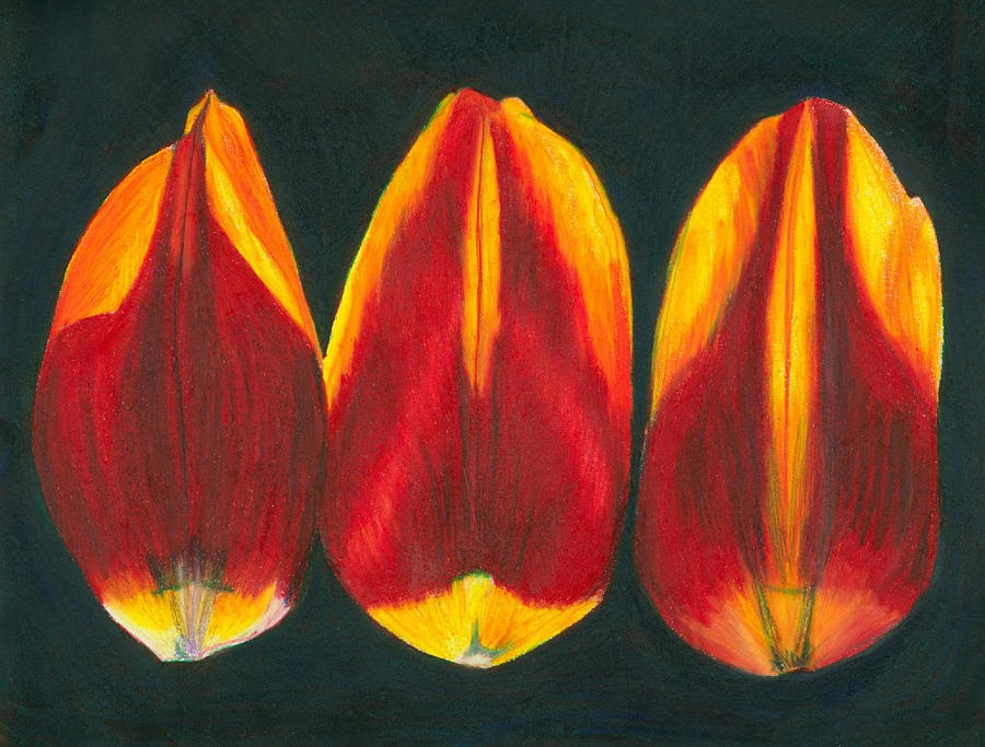 Tulip Petals Still life Drawing by Kerrie B Wrye