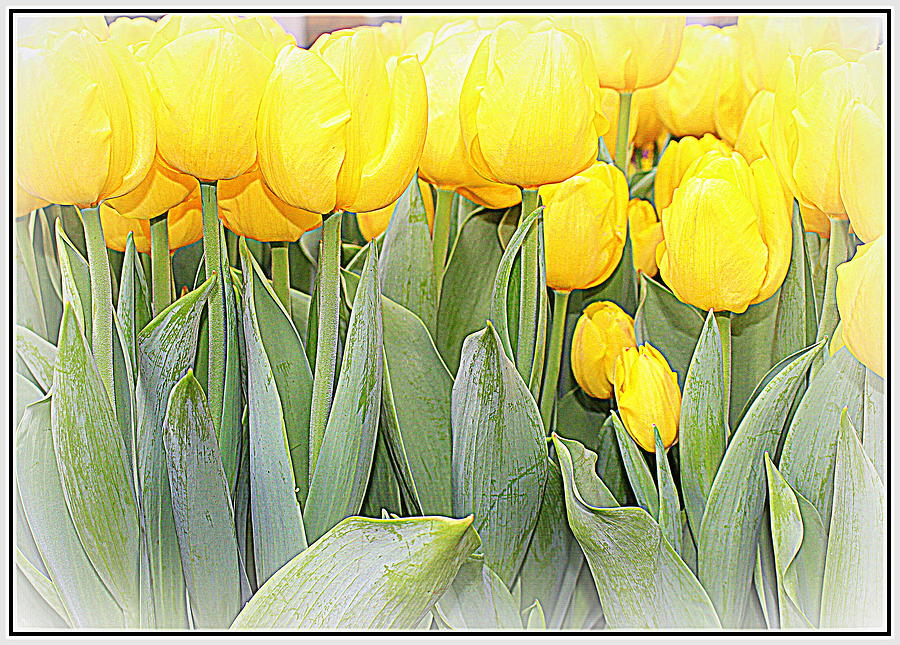 The Golden Tulips Of Early Spring Photograph By Dora Sofia Caputo Fine Art America 8705