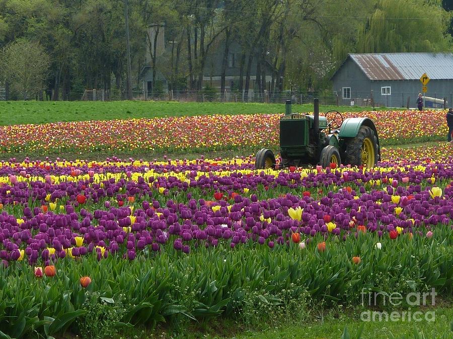 Tulips Surround  Photograph by Susan Garren