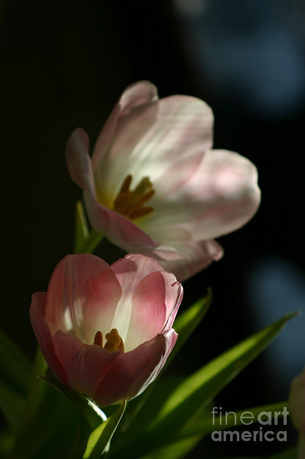 Tulips Photograph by Susanne Baumann