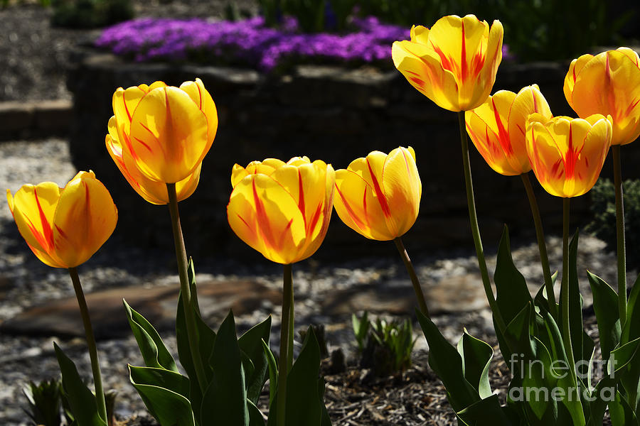 Tulips Photograph