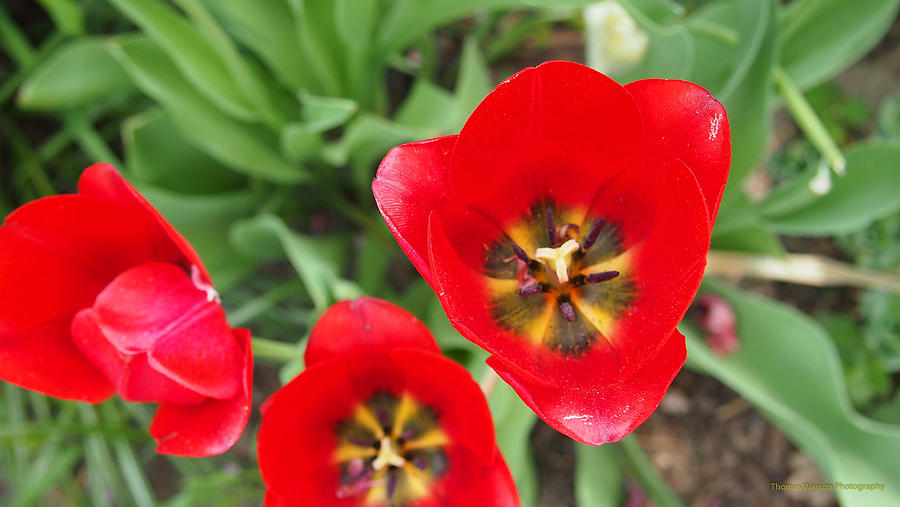 Tulips Photograph by Thomas Wasson - Fine Art America