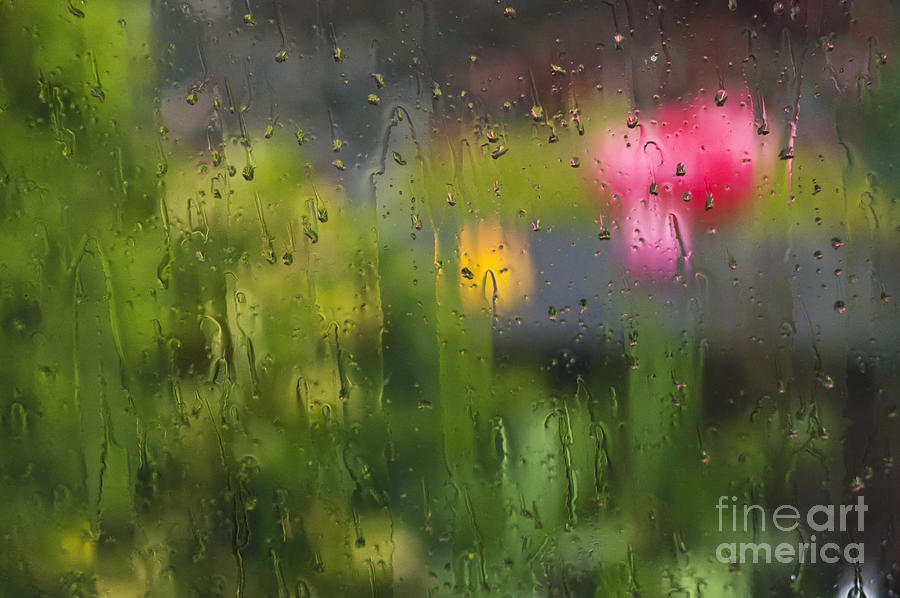 Tulips Through the Rain Photograph by Maria Janicki