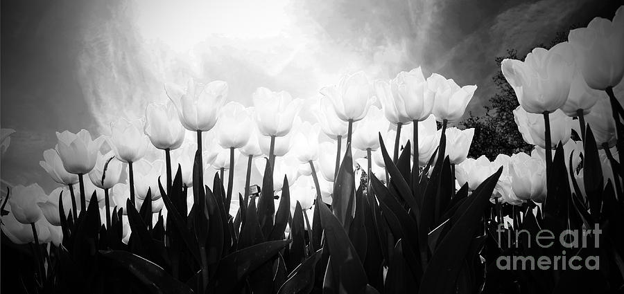 Tulip Photograph - Tulips by Tina W