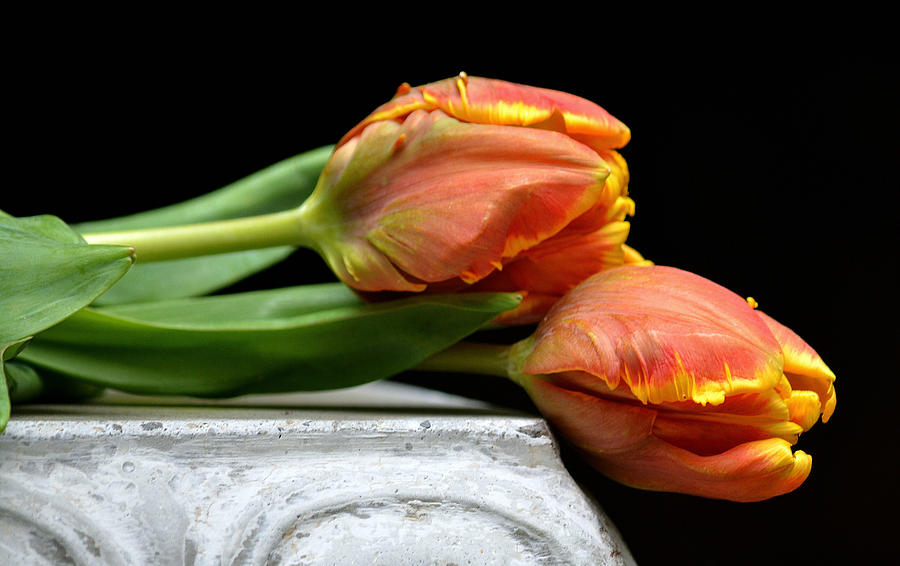 Tulips Together Photograph by Fraida Gutovich