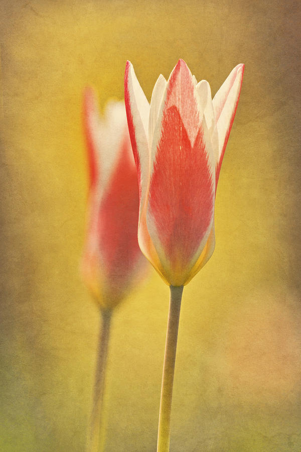 Tulips Together  Photograph by Theo OConnor