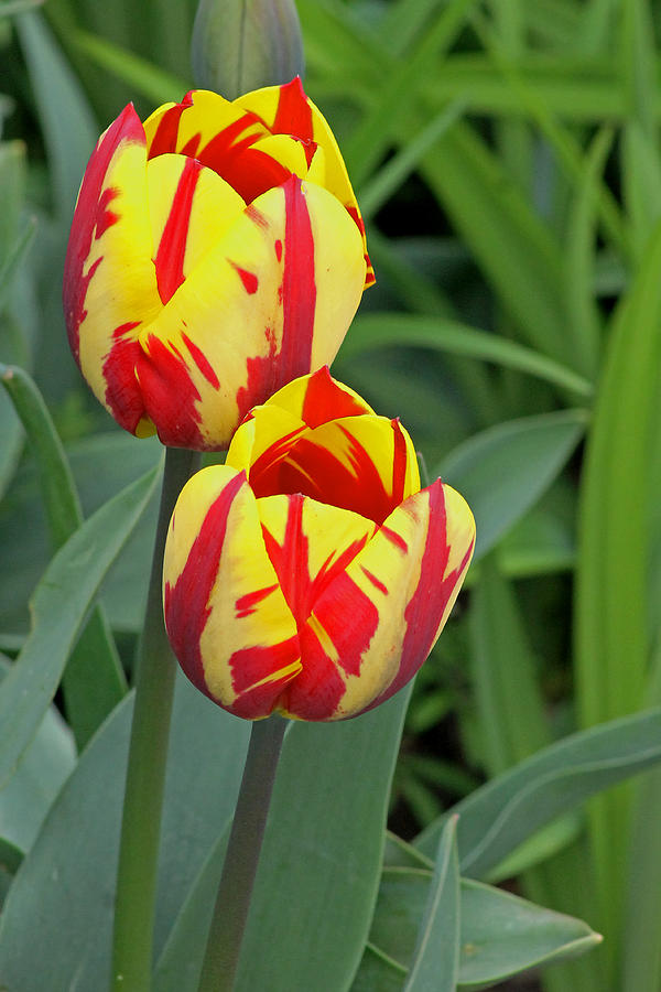 Tulips Photograph by Tony Murtagh