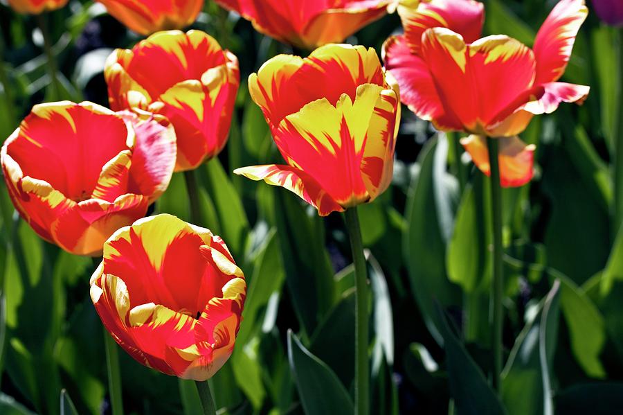 Tulips (tulipa 'banja Luka') Photograph by Dan Sams/science Photo ...