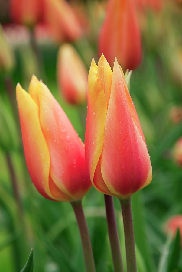 Tulips (tulipa 'blushing Lady') Photograph by Adrian Thomas/science ...