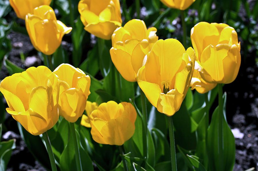 Tulips (tulipa golden Apeldoorn) Photograph by Dan Sams/science Photo Library