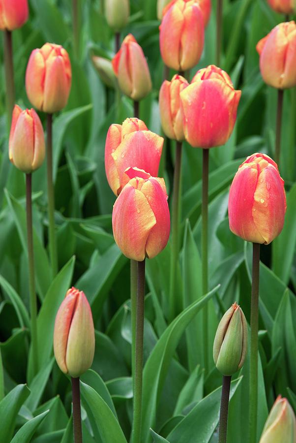 Flower Photograph - Tulips (tulipa oxford Elite) by Adrian Thomas/science Photo Library