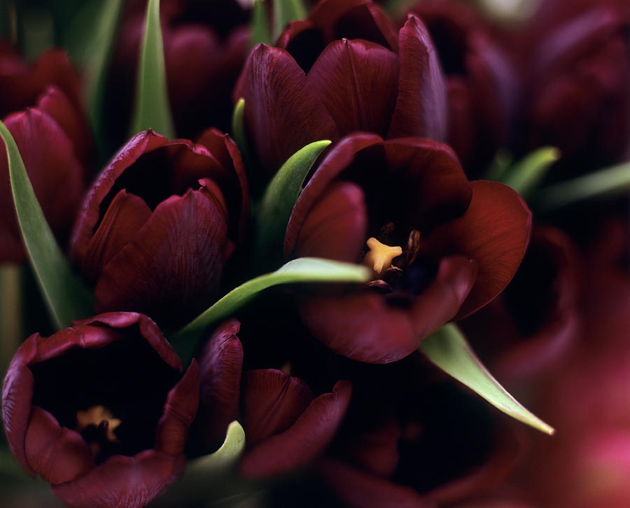 Tulips (tulipa 'queen Of The Night') by Rowland Roques O'neil/ Science ...