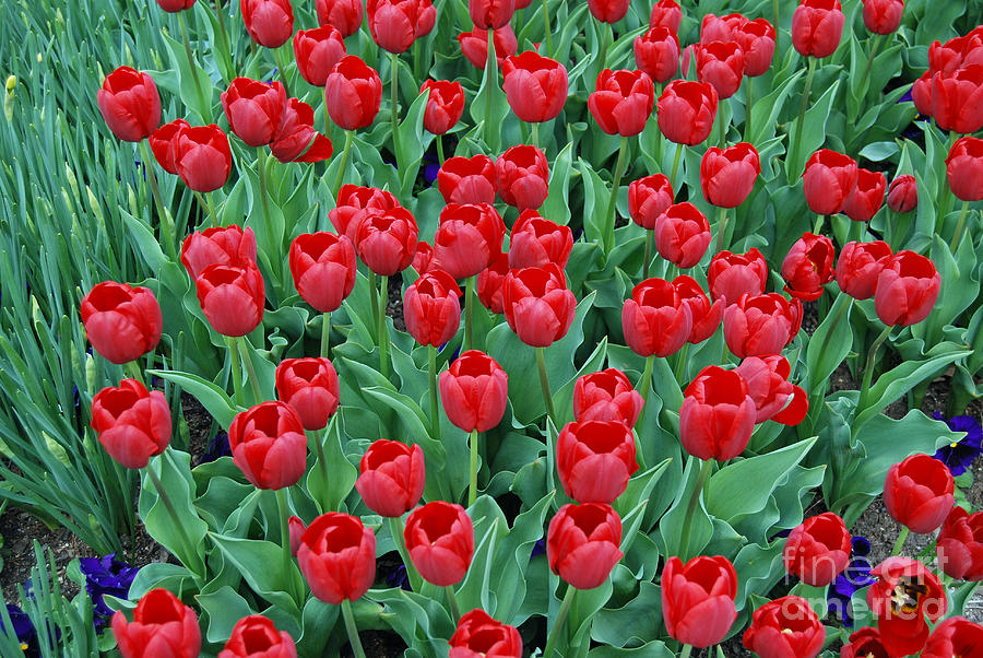 Tulip Digital Art - Tulips Tulips and Tulips by Eva Kaufman