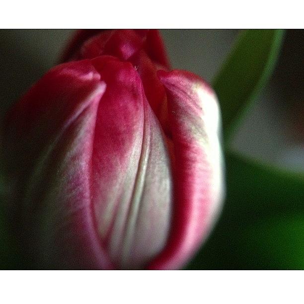 Portland Photograph - Tulips, Tulips, How I Adore Tulips by Stone Grether