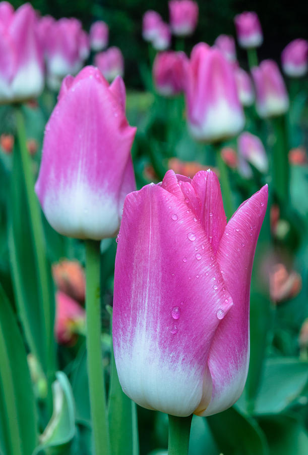 Tulips-tulips-tulips Photograph by Sergey Simanovsky