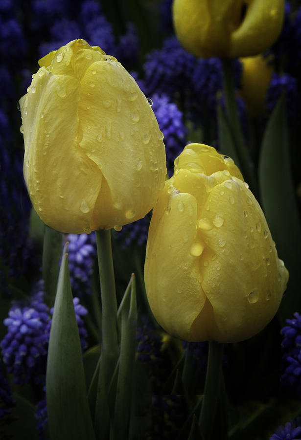 Tulips Two Yellow Photograph by James Bethanis