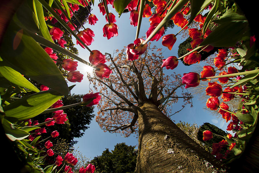 Tulips uder Cherry tree Photograph by Yoshiki Nakamura