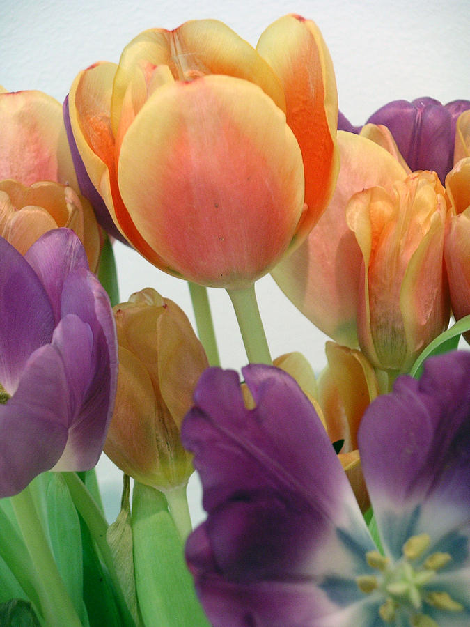 Tulip Photograph - Tulips Up Close by Karen Nicholson