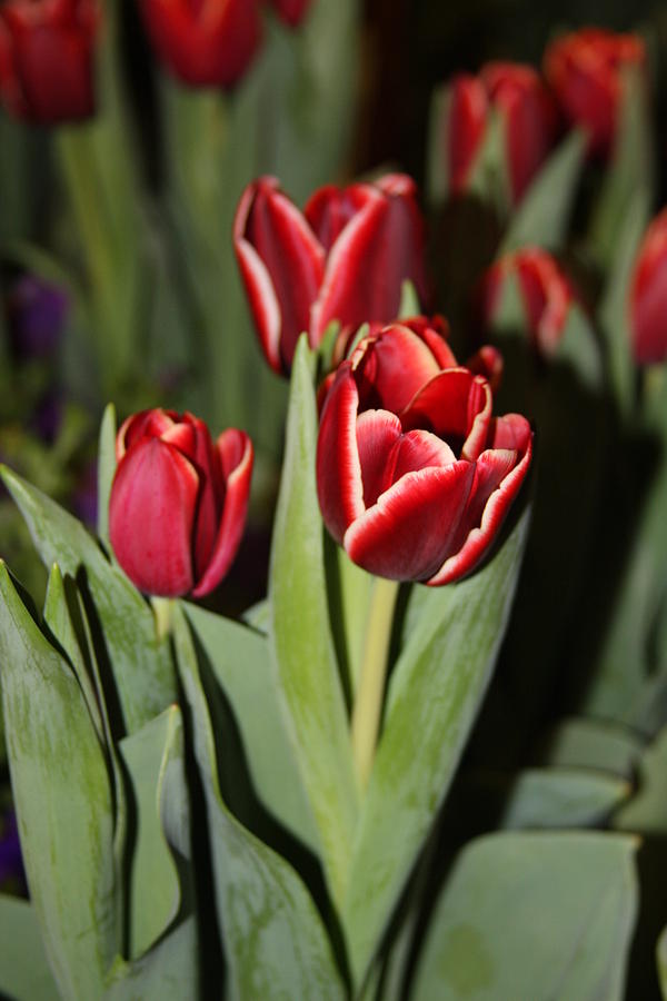 Tulips Photograph by Vadim Levin
