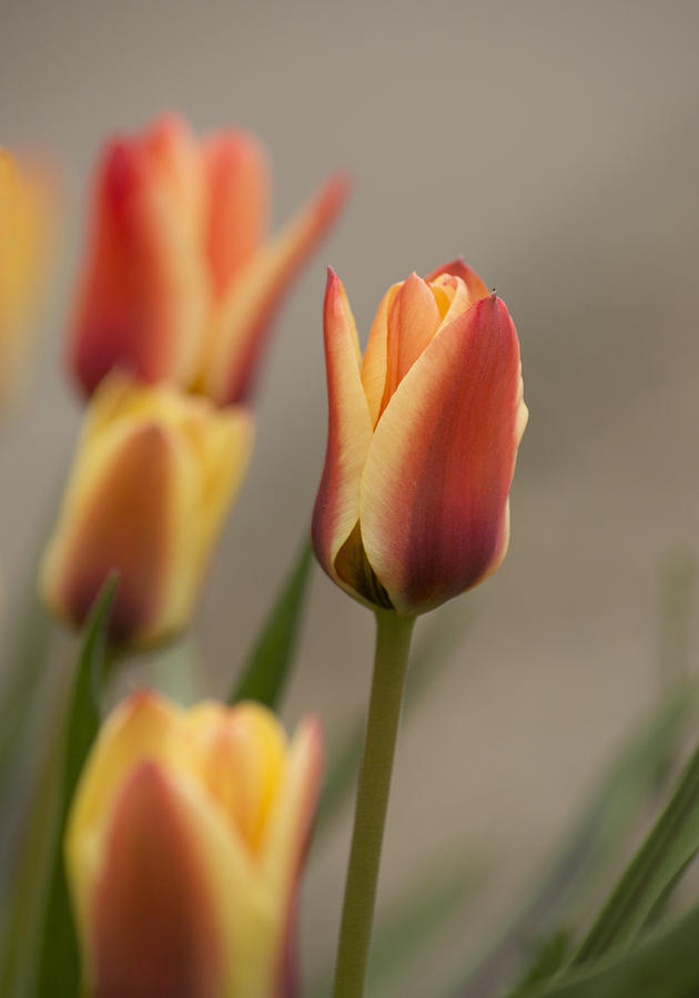 Tulips Photograph by Veli Bariskan