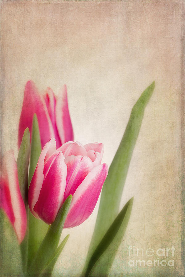 Tulips vintage Photograph by Jane Rix