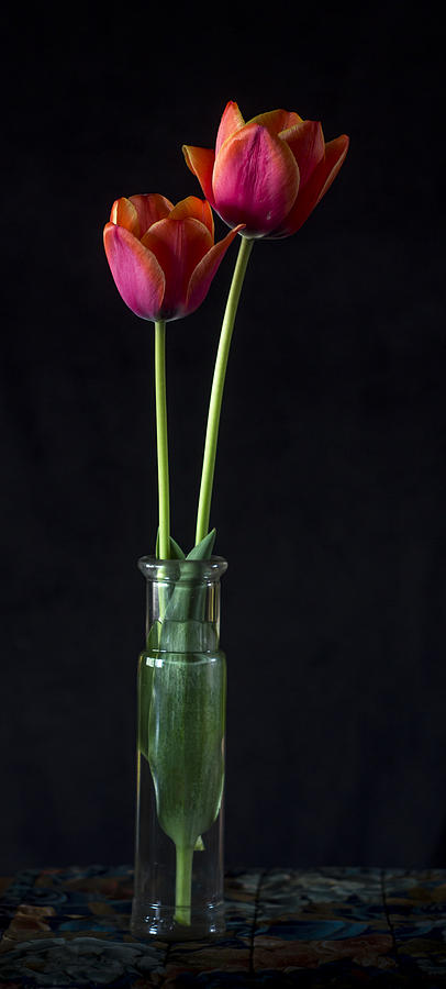 Tulip Photograph - Tulips by Wayne Meyer