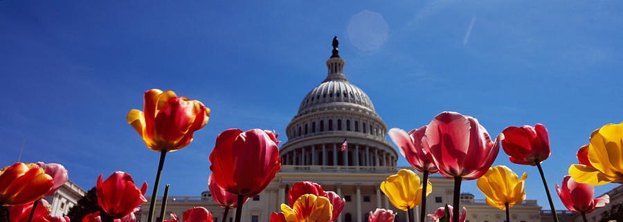 Architecture Photograph - Tulips With A Government Building by Panoramic Images