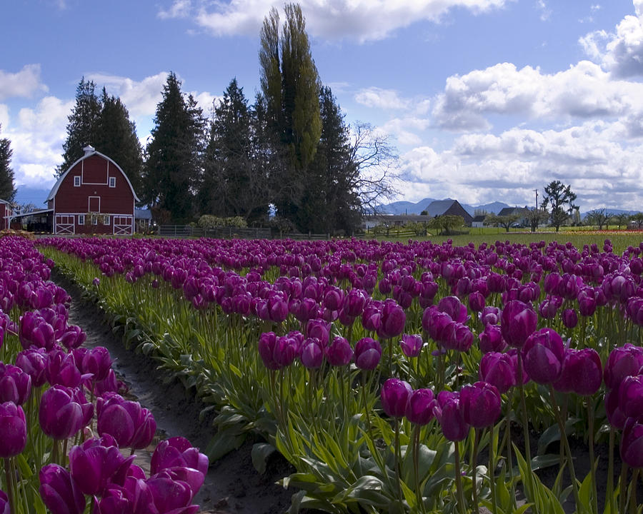 Tulip Photograph - Tulips with a Red Barn by Shaun McWhinney