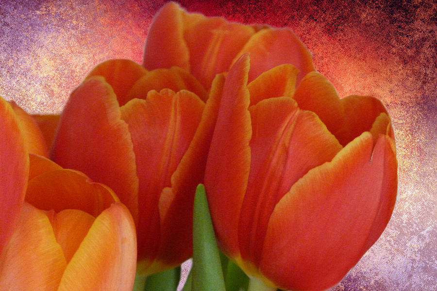Tulips with a Textured Background Photograph by Lynn Bolt