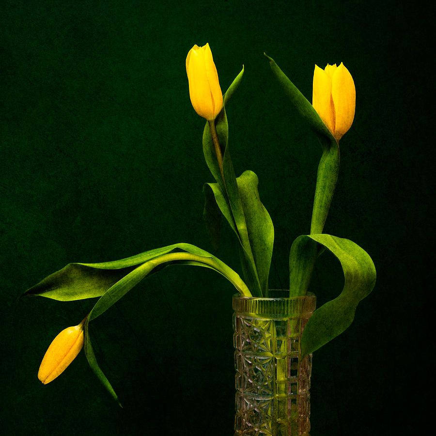 Tulips - Yellow on Green Photograph by Alexander Senin