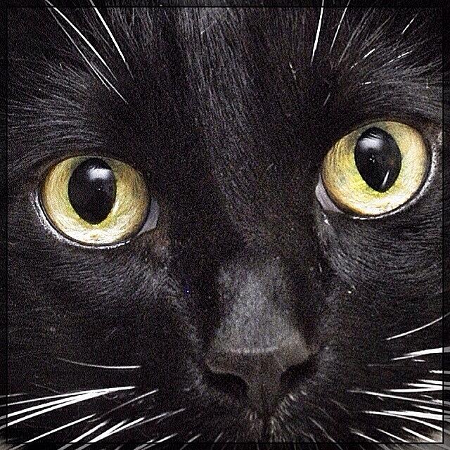 Tullys Extreme Sunday Close-up.😽 Photograph by Couvegal Brennan