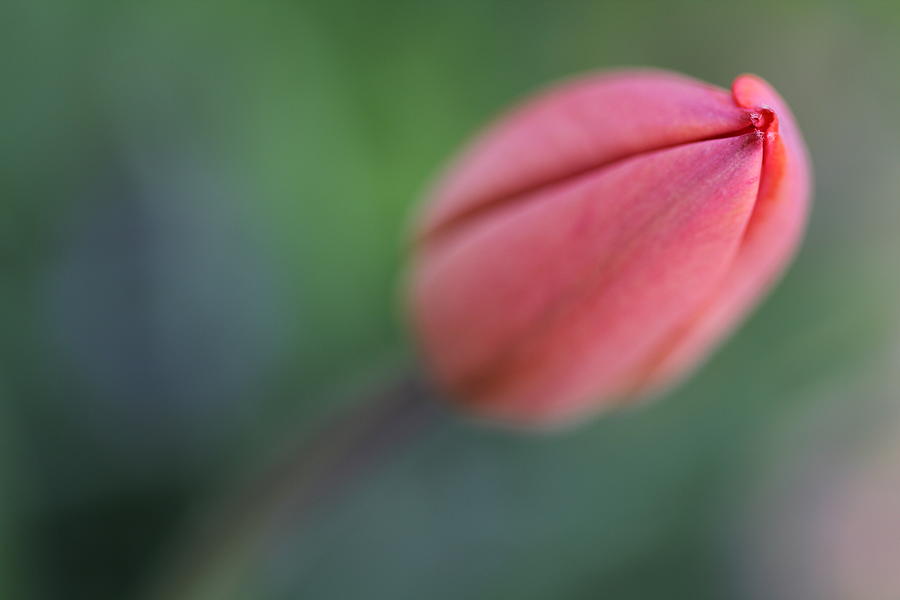 Flowers Still Life Photograph - Tulpe geschlossen by Bernhard Halbauer