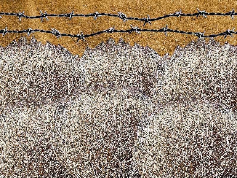 Texas Photograph - Tumbleweed and Barbed Wire by Suzanne Powers