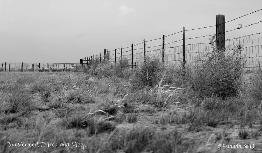 Tumbleweed Fences and Sheep Photograph by Amanda Smith