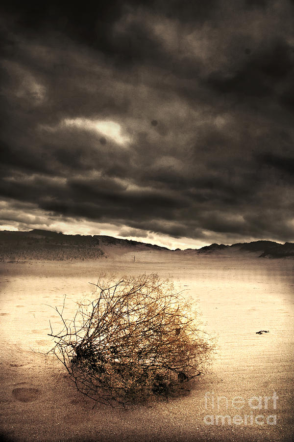 Tumbleweed Photograph by Gina Signore