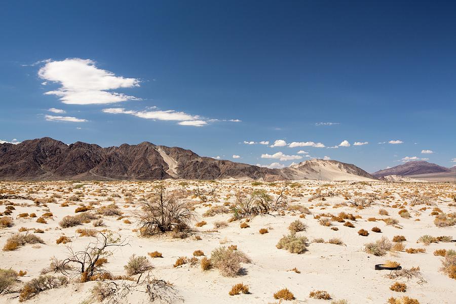 Tumbleweed Growing In The Mojave Desert Photograph by Ashley Cooper