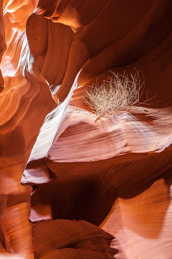 Antelope Canyon Photograph - Tumbleweed in Antelope Canyon by Good Focused