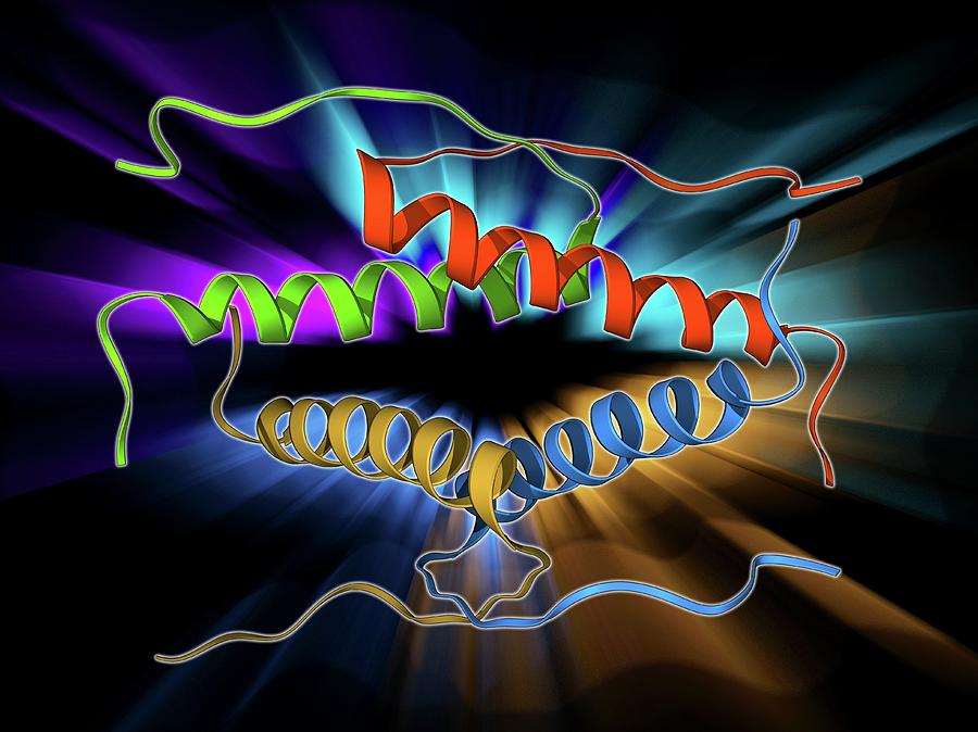 Alpha Helix Photograph - Tumour Suppressor Protein Molecular Model by Laguna Design