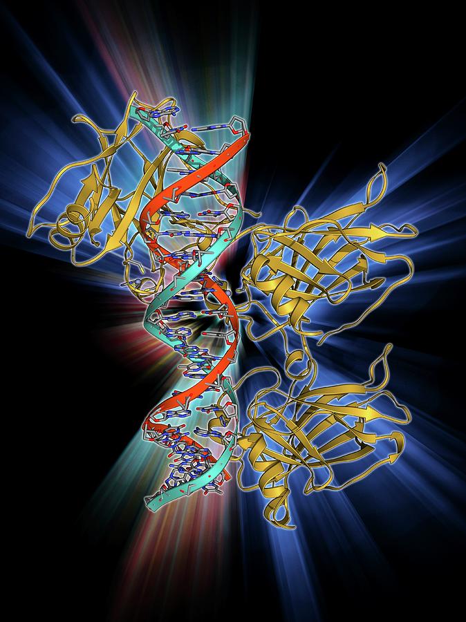 Tumour Suppressor Protein With Dna Photograph by Laguna Design | Fine ...