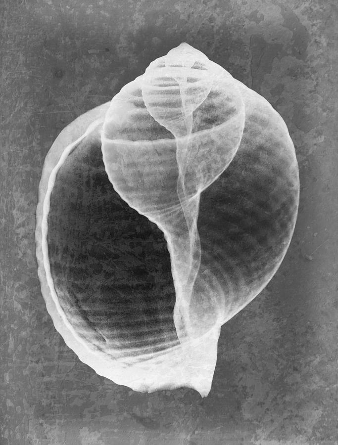 Tun Sea Shell X-ray Art Photograph by Roy Livingston