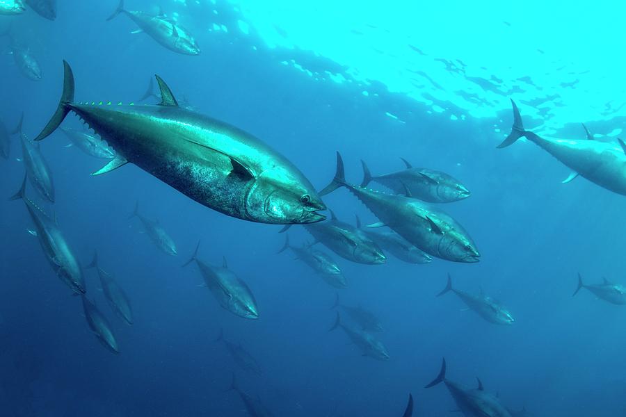 Tuna Farming Photograph by Louise Murray/science Photo Library Fine