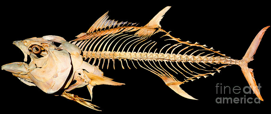Tuna Fish Skeleton Digital Art by Wernher Krutein