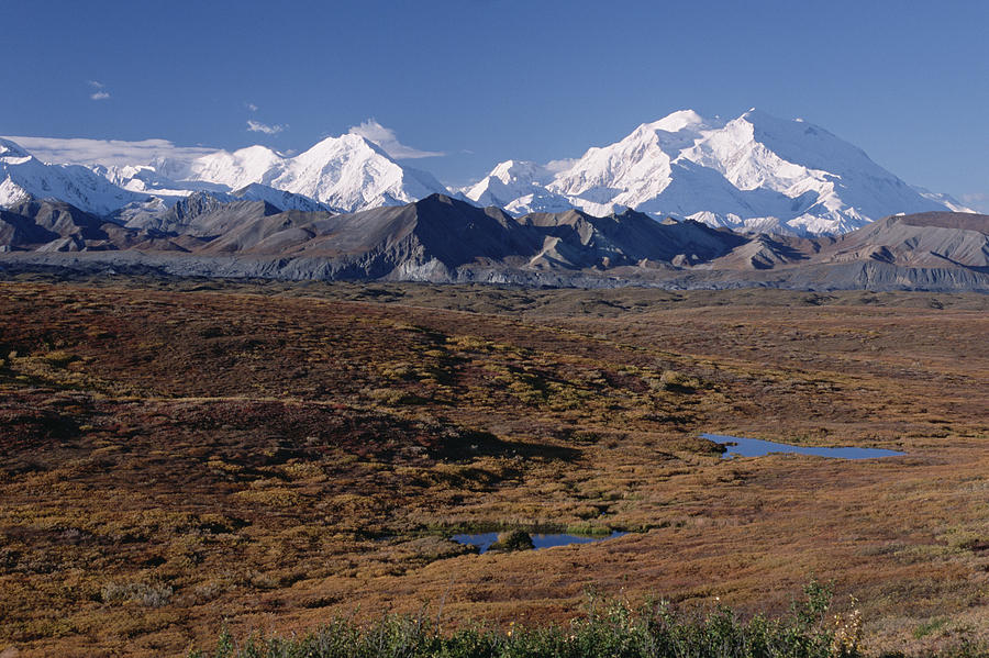 Tundra And Mt Denali In Autumn Denali Np Photograph by Michael Quinton