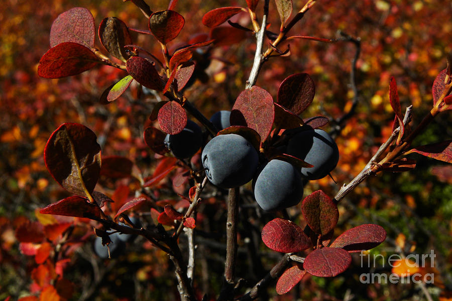Tundra Berries Photograph by Ron Sanford
