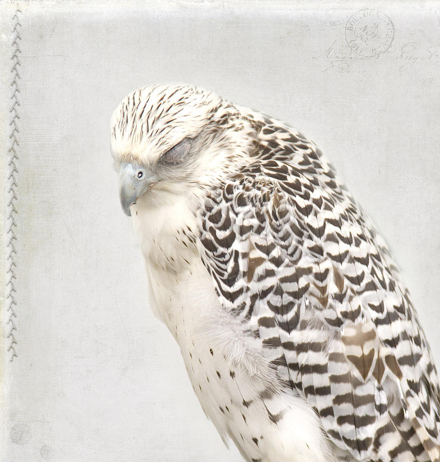 Tundra Falcon Photograph