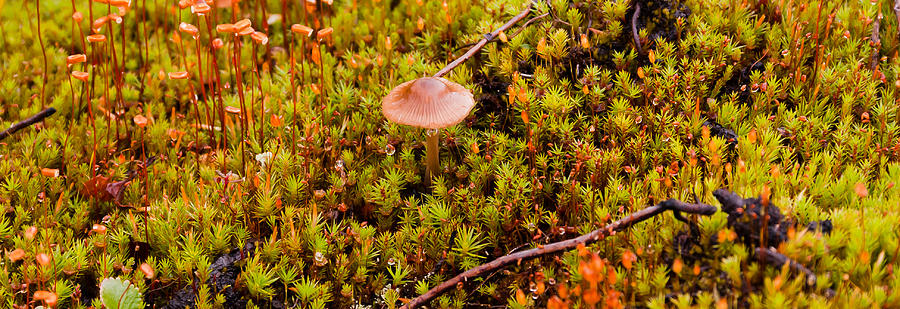Mushroom Photograph - Tundra Mushroom by Wayne Vedvig