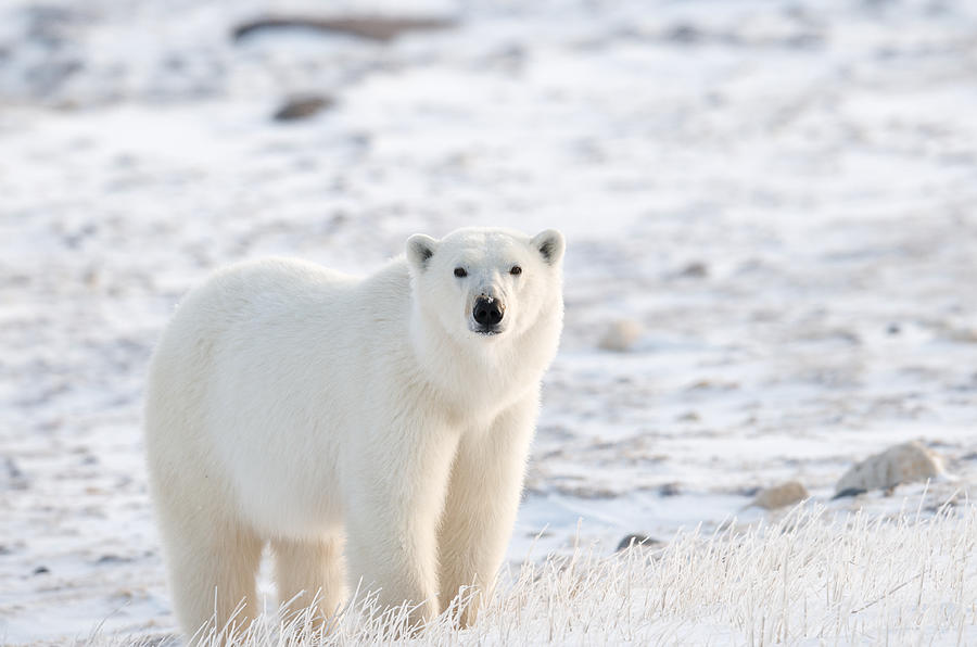 Tundra Polar Photograph by HuntedDuck