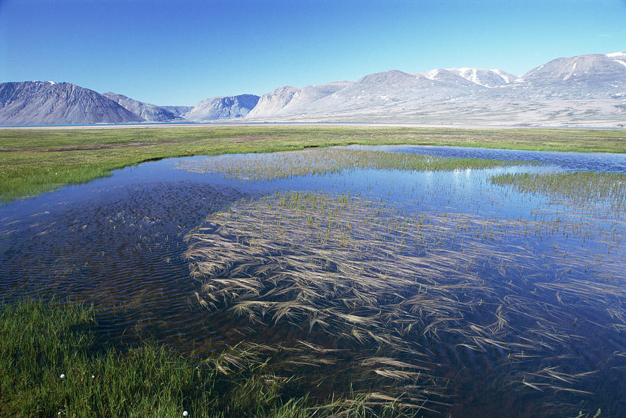 Tundra Pond Photograph by Simon Fraser/science Photo Library