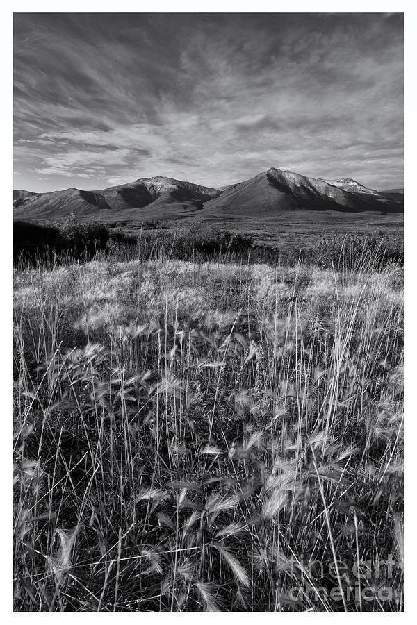 Tundra Summer Photograph by Priska Wettstein