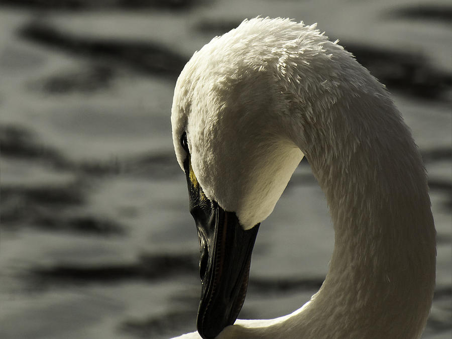 Swan Photograph - Tundra Swan 2 by Thomas Young